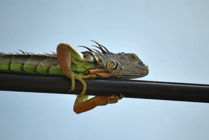 Strictly Reptiles Picture 6