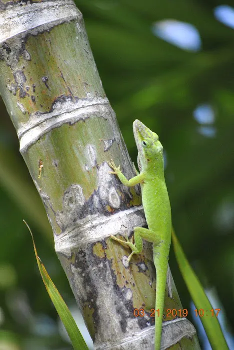 Strictly Reptiles Picture 7