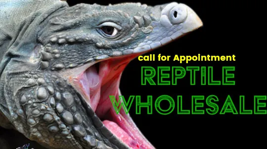 Strictly Reptiles Picture 2