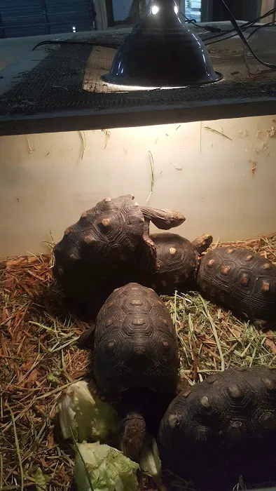 Strictly Reptiles Picture 1