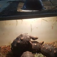 Strictly Reptiles ico
