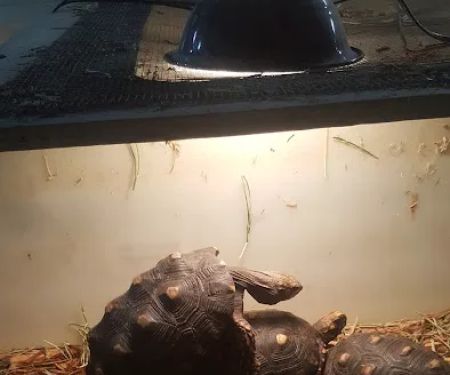 Strictly Reptiles