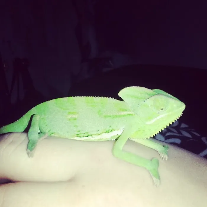 Strictly Reptiles Picture 9
