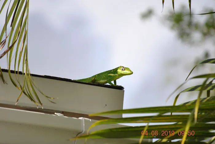 Strictly Reptiles Picture 5