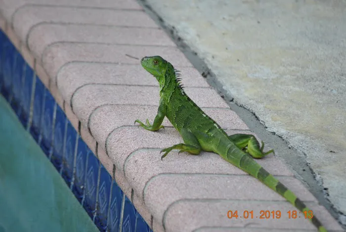Strictly Reptiles Picture 10