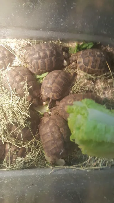 Strictly Reptiles Picture 4