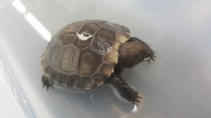 Strictly Reptiles Picture 3