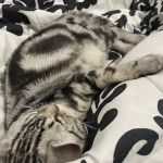 KittensUp for Sale
