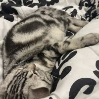 KittensUp for Sale ico