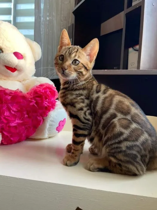 KittensUp for Sale Picture 4