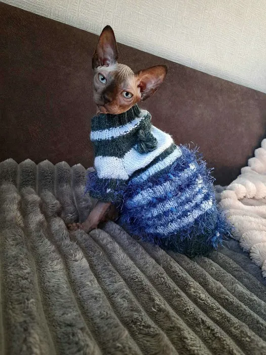 KittensUp for Sale Picture 5