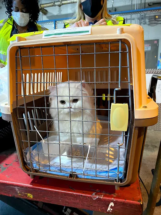 KittensUp for Sale Picture 8