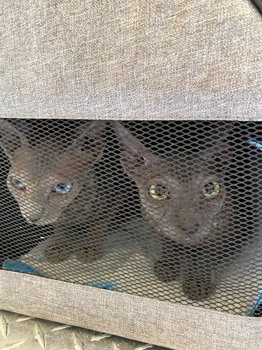 KittensUp for Sale Picture 10