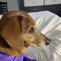 Pets ER Veterinary Office ico