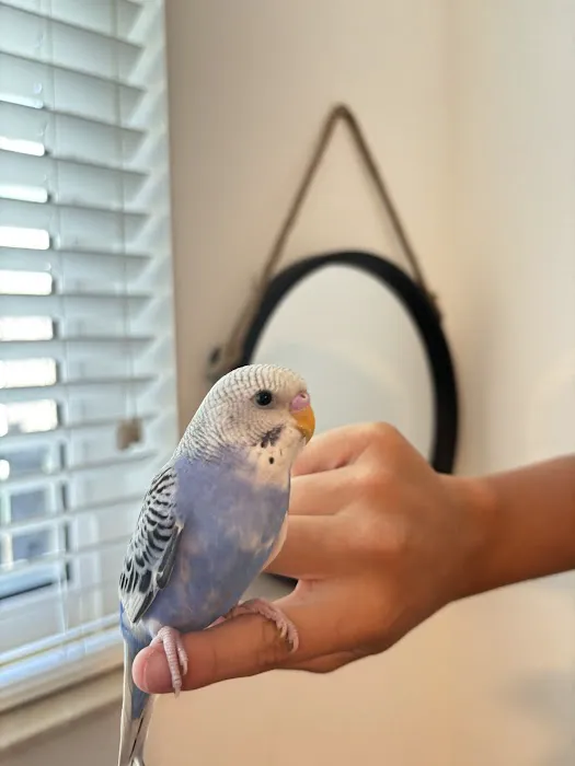 Bill's Birds & Pets Picture 3