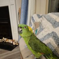 Bill's Birds & Pets ico
