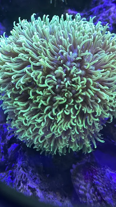 Coral Reef Farm Picture 4