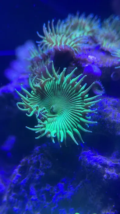 Coral Reef Farm Picture 8