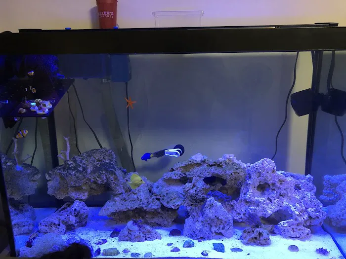 Aquatic Jewels Picture 4