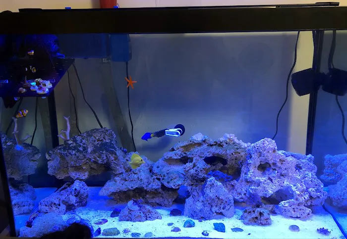 Aquatic Jewels Picture 6