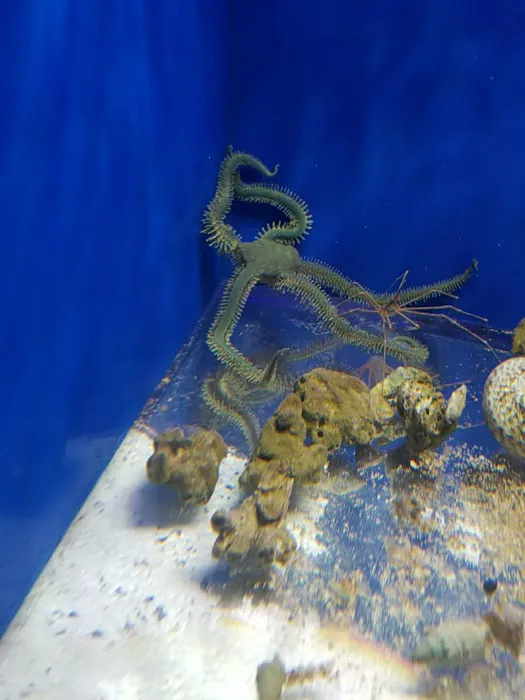 Aquatic Jewels Picture 5