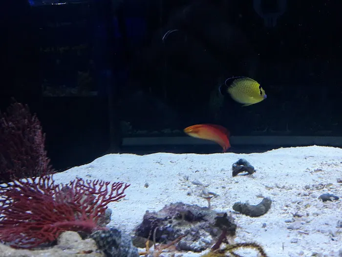 Aquatic Jewels Picture 10