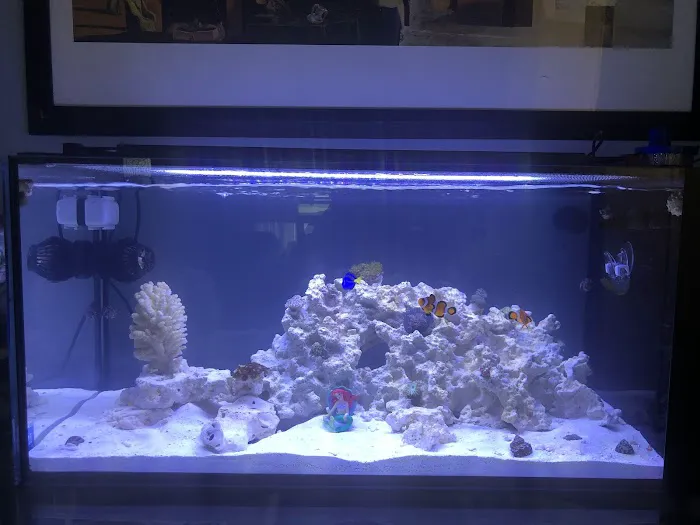 Aquatic Jewels Picture 7