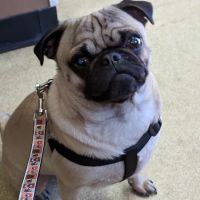 Salisbury Animal Hospital ico