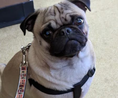 Salisbury Animal Hospital