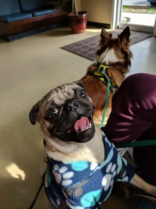 Salisbury Animal Hospital Picture 2
