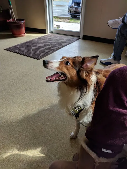 Salisbury Animal Hospital Picture 7