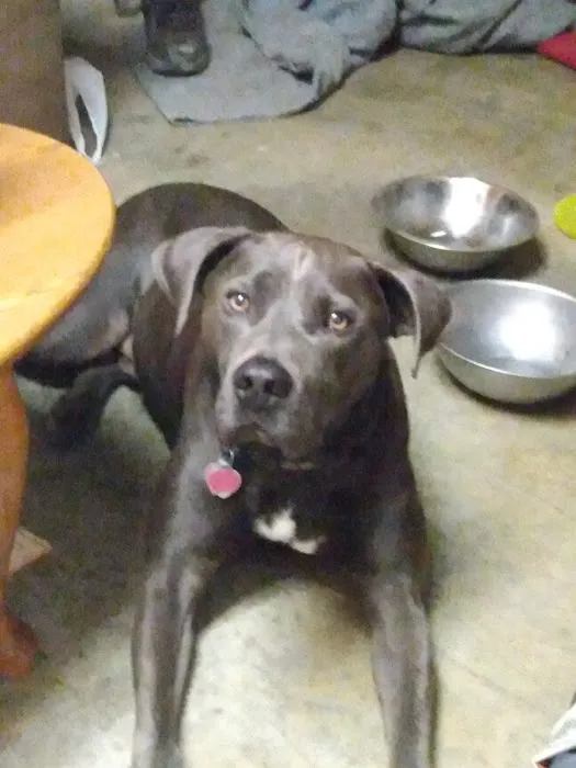 Salisbury Animal Hospital Picture 10
