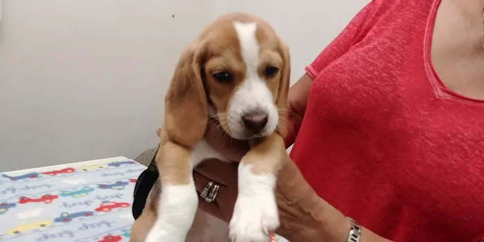 Salisbury Animal Hospital Picture 6