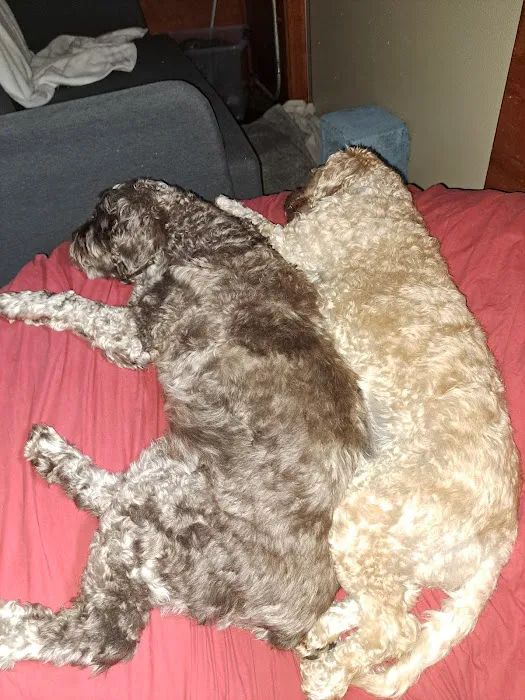 Puppies And Rescues Picture 8