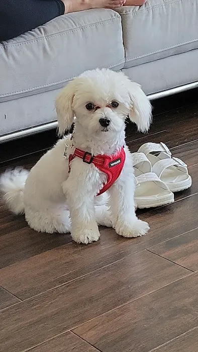 Puppies And Rescues Picture 6