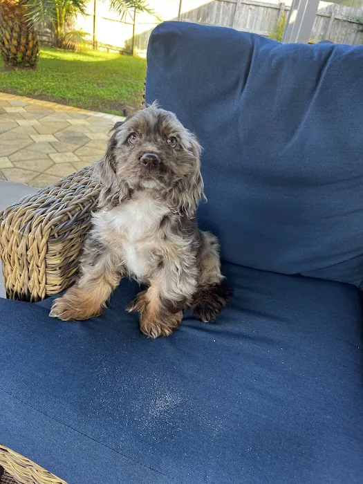 Puppies And Rescues Picture 1