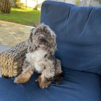 Puppies And Rescues ico