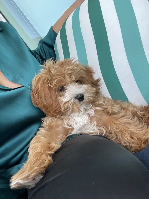Puppies And Rescues Picture 9