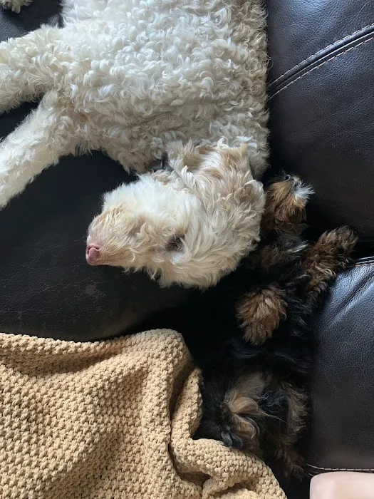 Puppies And Rescues Picture 4