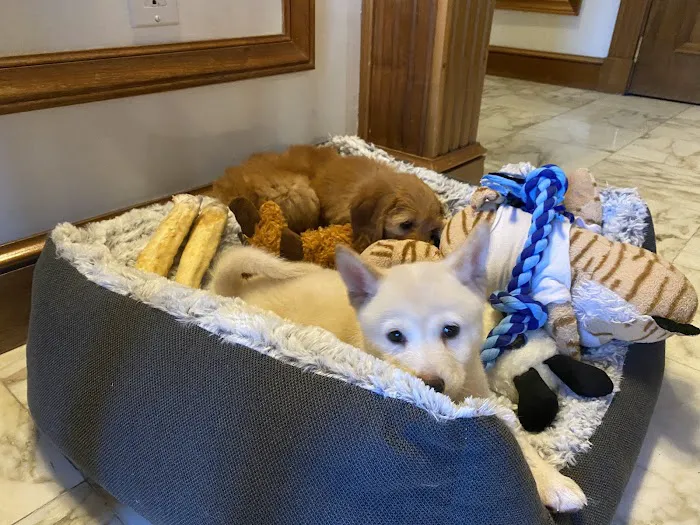 Forever Love Puppies Pembroke Pines Picture 5