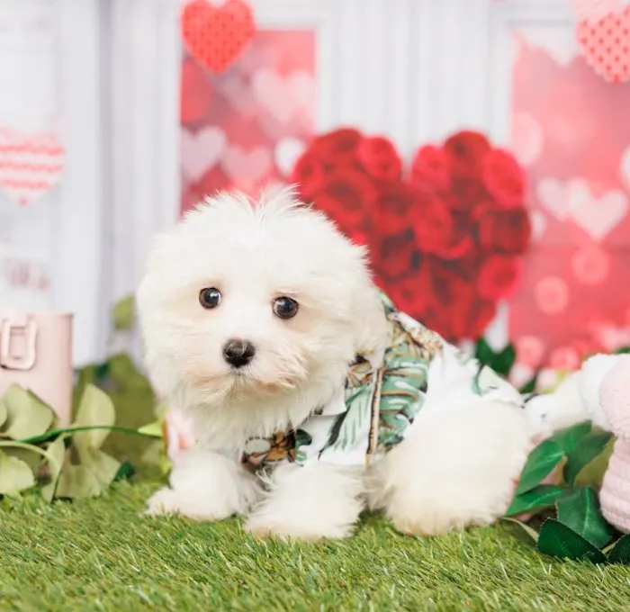 Forever Love Puppies Pembroke Pines Picture 9