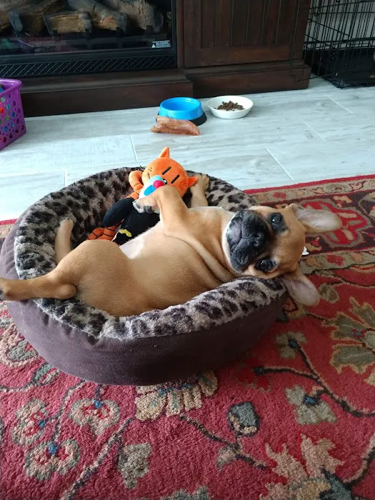 Forever Love Puppies Pembroke Pines Picture 7