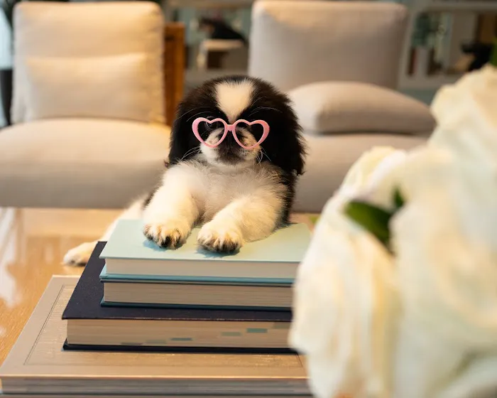 Forever Love Puppies Pembroke Pines Picture 3