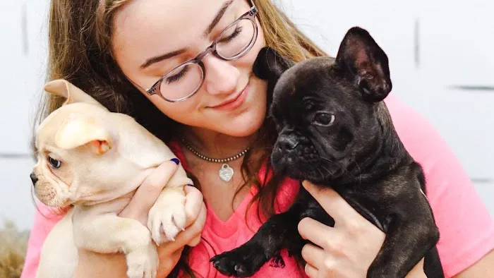 Forever Love Puppies Pembroke Pines Picture 6