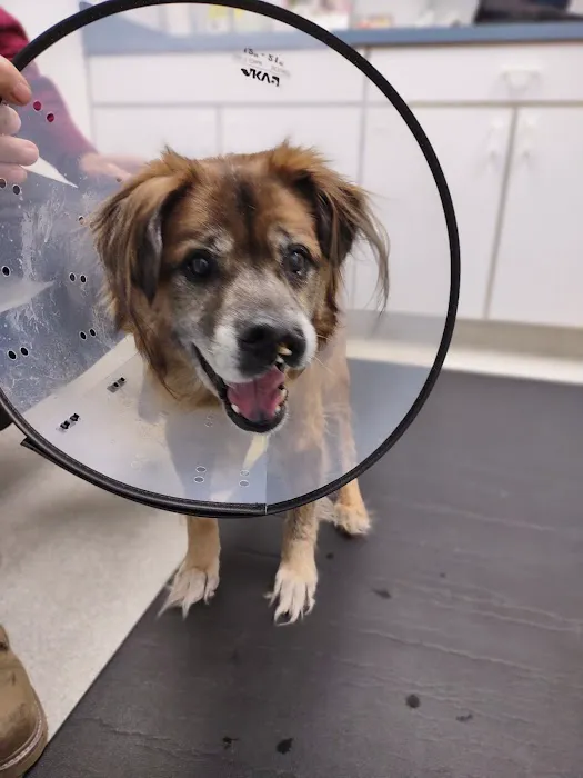 Healing Hands Animal Hospital Picture 1