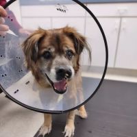 Healing Hands Animal Hospital ico