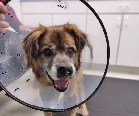 Healing Hands Animal Hospital