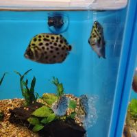 Pet Supermarket ico
