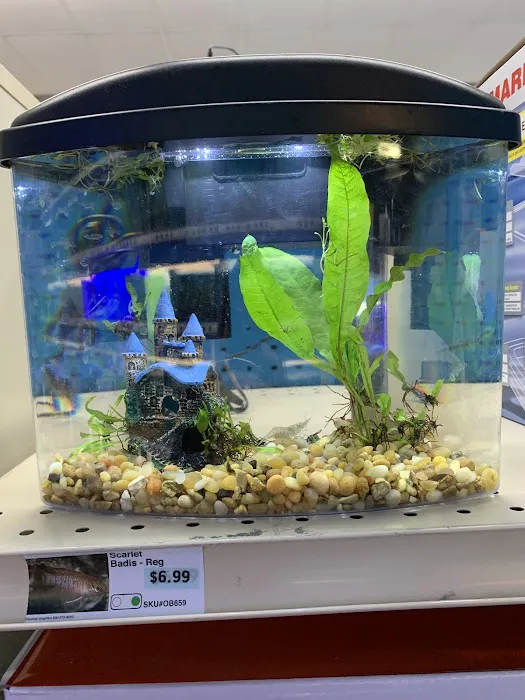 Pet Supermarket Picture 7