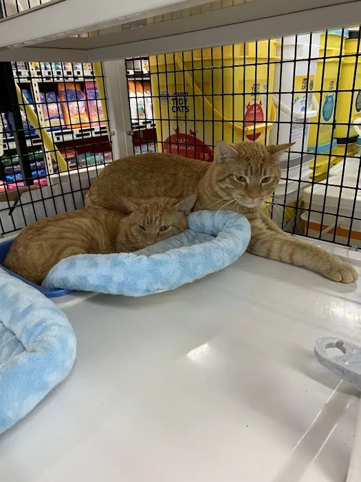 Pet Supermarket Picture 4